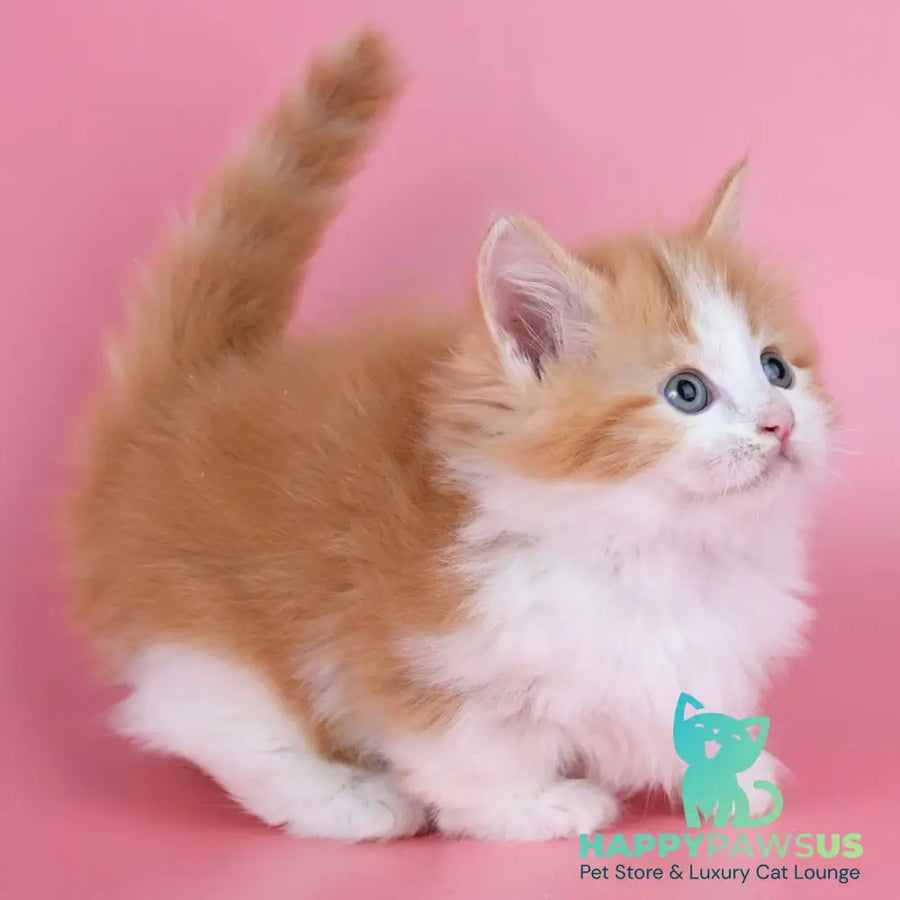 Kristian Munchkin male red bicolour - live animals