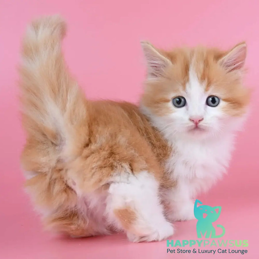 Kristian Munchkin male red bicolour - live animals