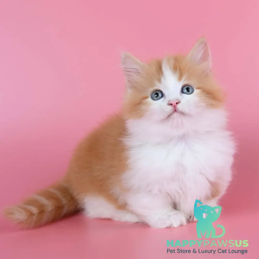 Kristian Munchkin male red bicolour - live animals
