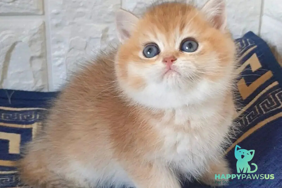Kristian Scottish Straight male black golden shaded - live animals