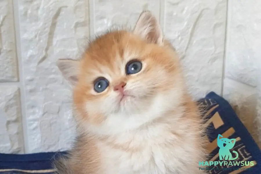Kristian Scottish Straight male black golden shaded - live animals