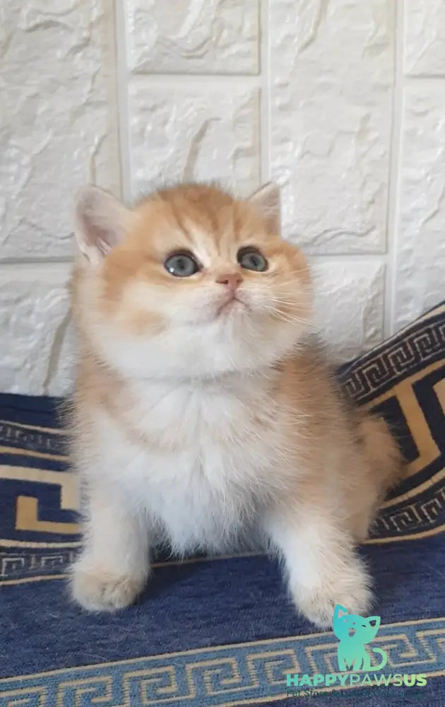Kristian Scottish Straight male black golden shaded - live animals