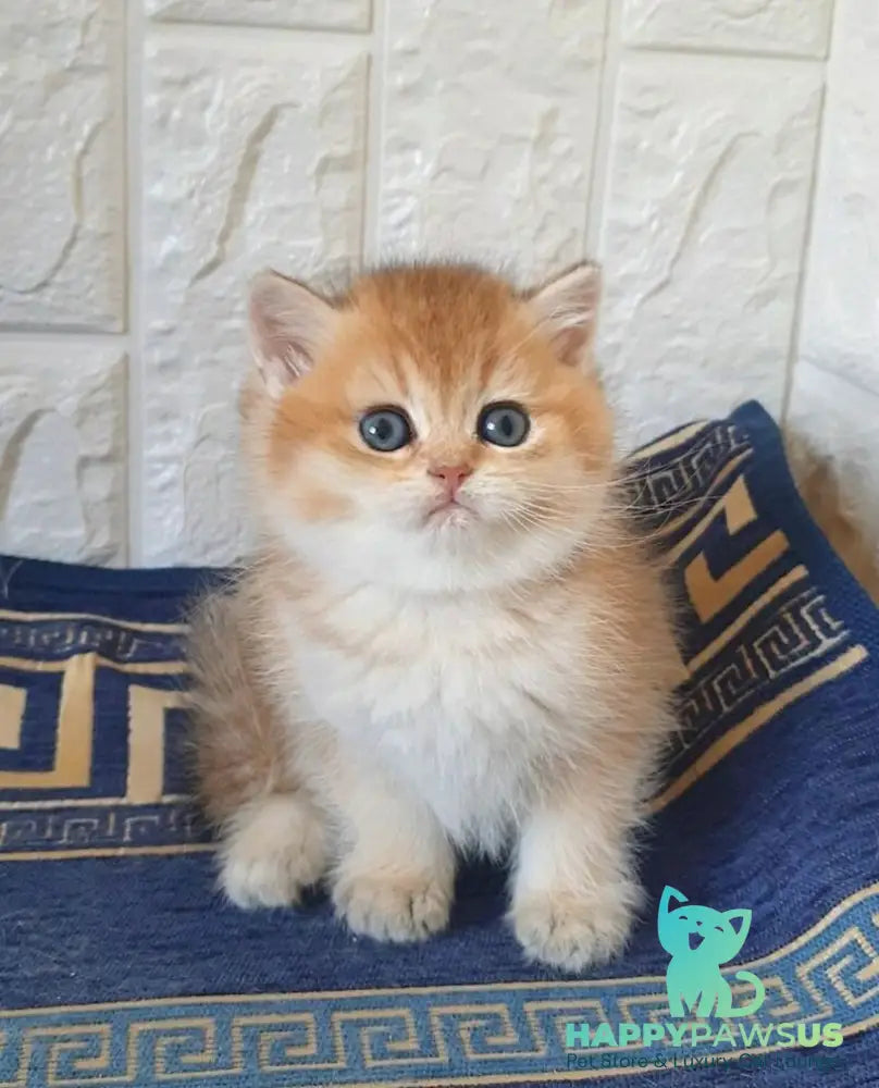Kristian Scottish Straight male black golden shaded - live animals