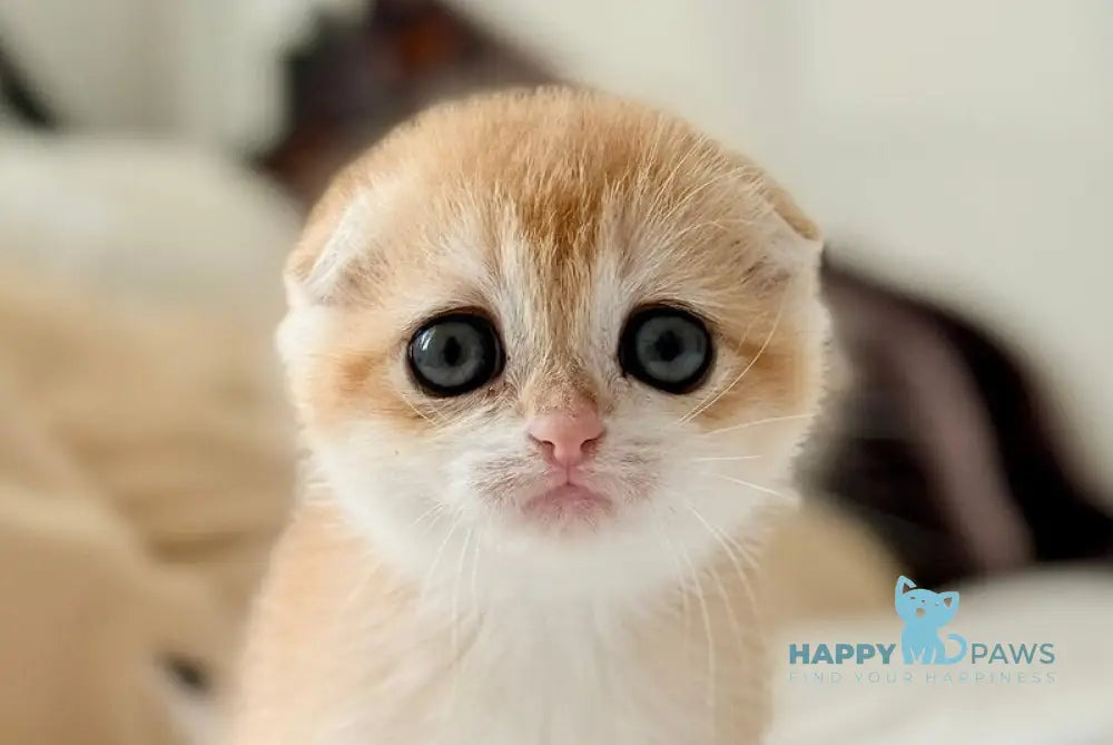 Kristin Scottish Fold female black golden chinchilla live animals