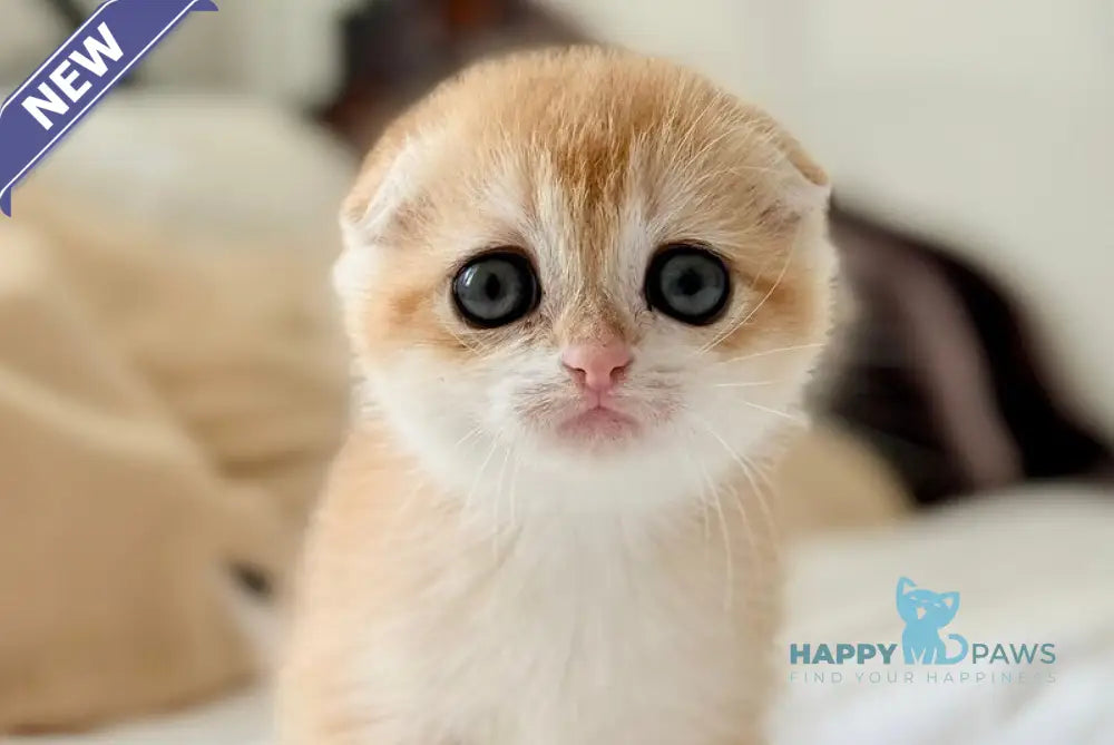 Kristin Scottish Fold female black golden chinchilla live animals