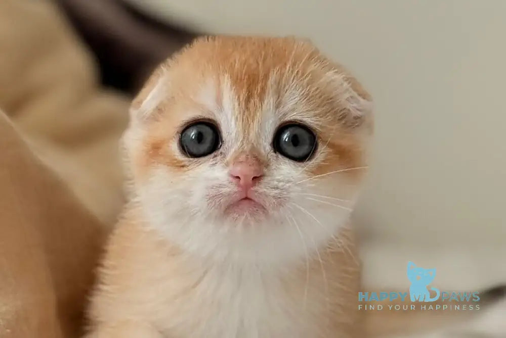 Kristin Scottish Fold female black golden chinchilla live animals