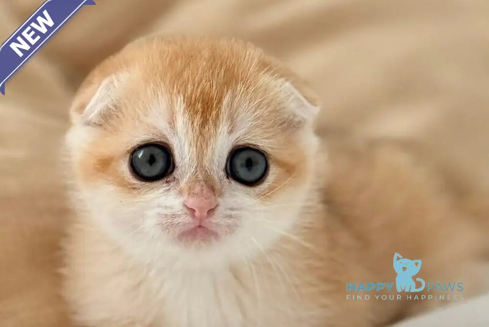 Kristin Scottish Fold female black golden chinchilla live animals