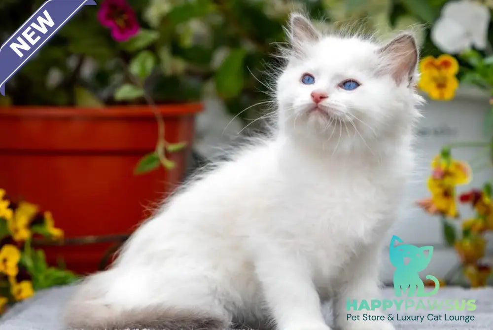 Kristoff Ragdoll male blue bicolour - live animals