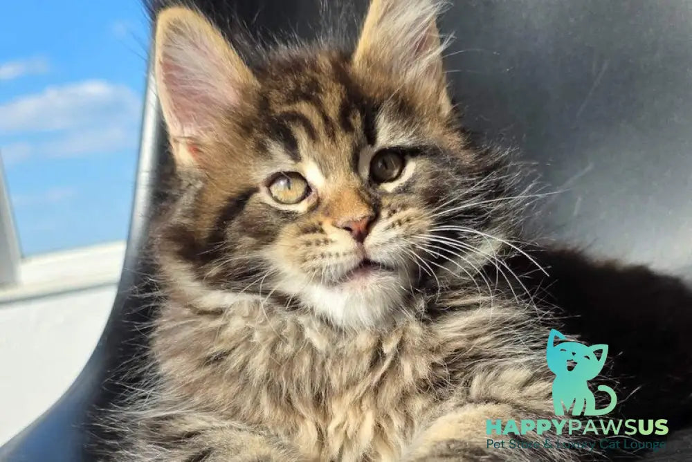 Krit Maine Coon male black tabby - live animals