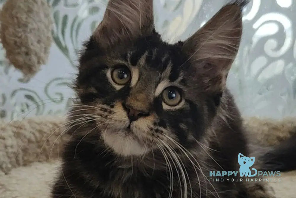 Kronas Maine Coon male black tabby live animals