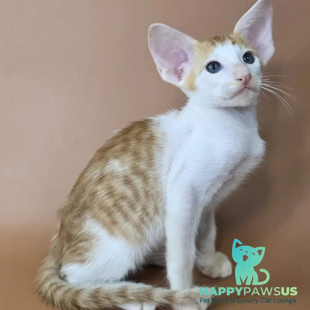 Kronos Oriental Shorthair male red bicolour spotted tabby - live animals