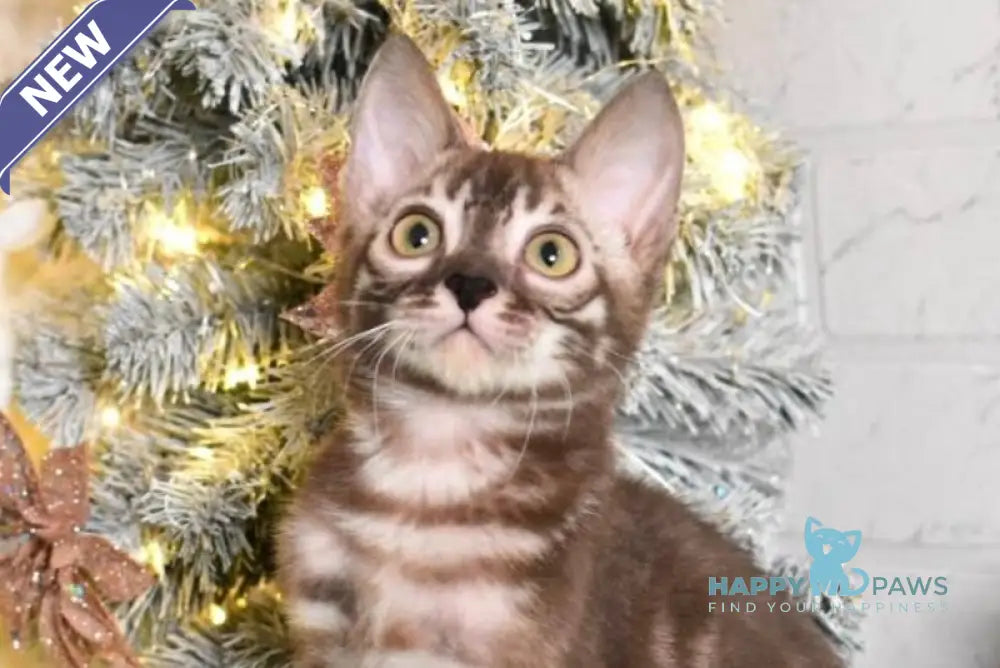 Krop Bengal male snow tabby charcoal live animals