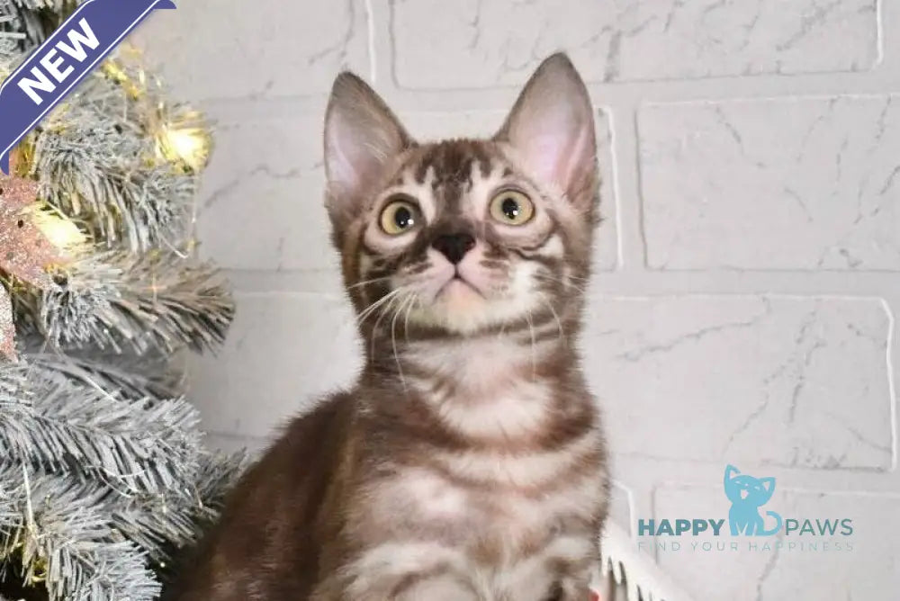 Krop Bengal male snow tabby charcoal live animals