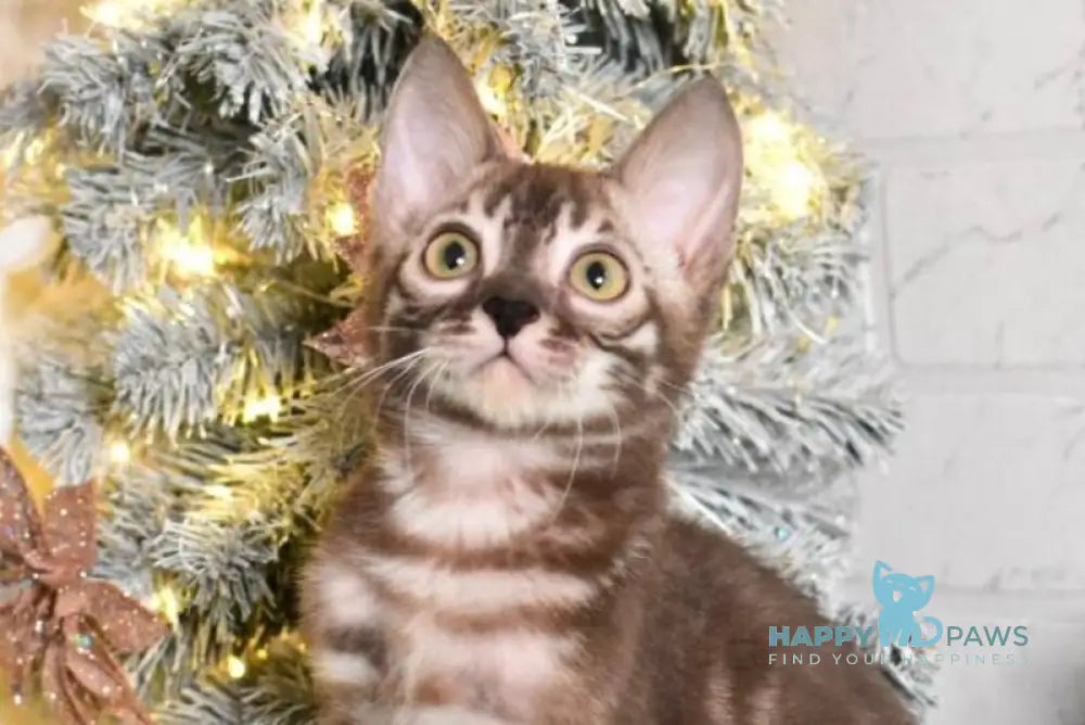 Krop Bengal male snow tabby charcoal live animals