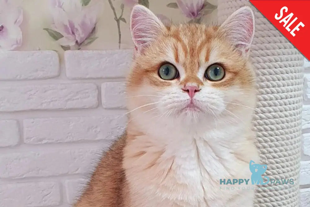 Kruasan British Shorthair male chocolate golden chinchilla live animals