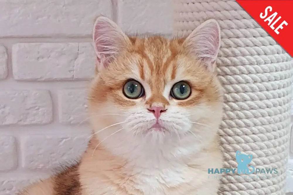 Kruasan British Shorthair male chocolate golden chinchilla live animals