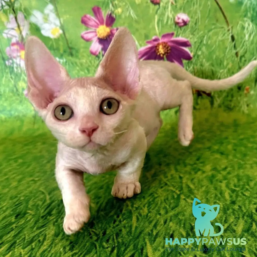 Kruz Devon Rex male white - live animals