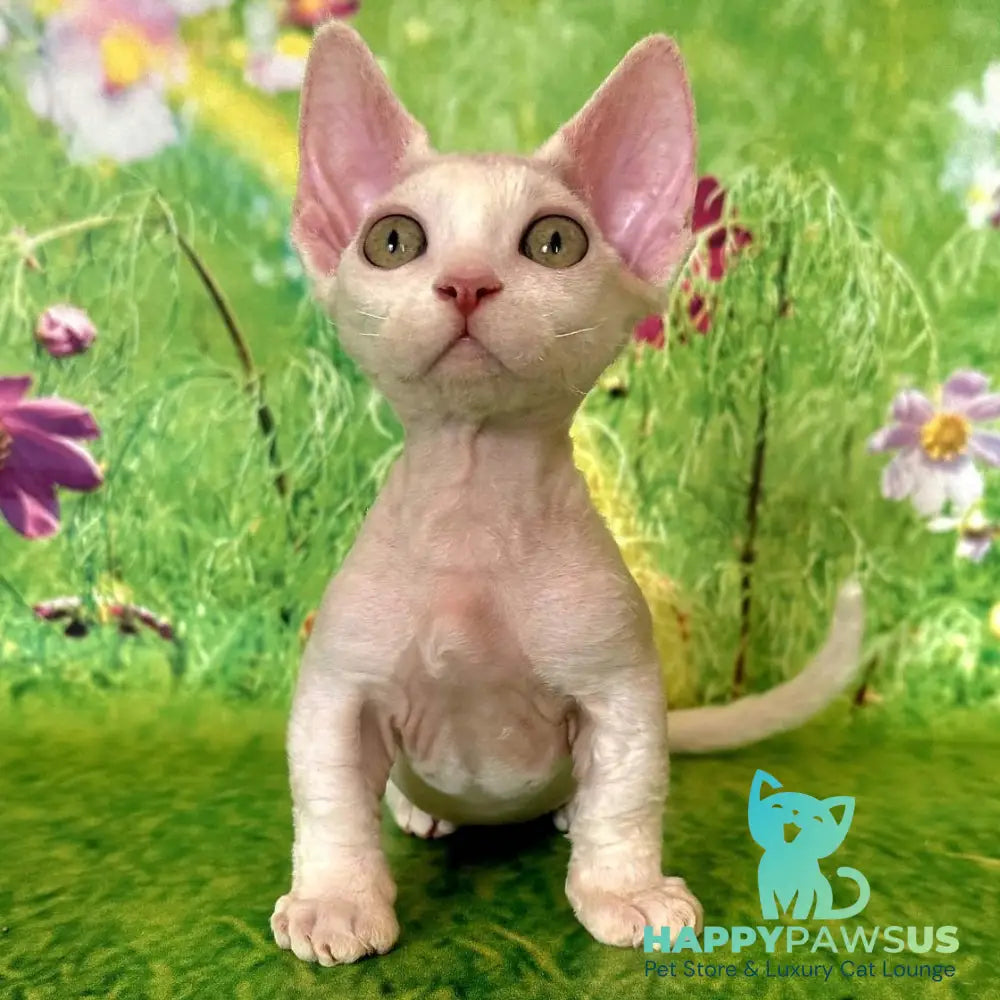 Kruz Devon Rex male white - live animals
