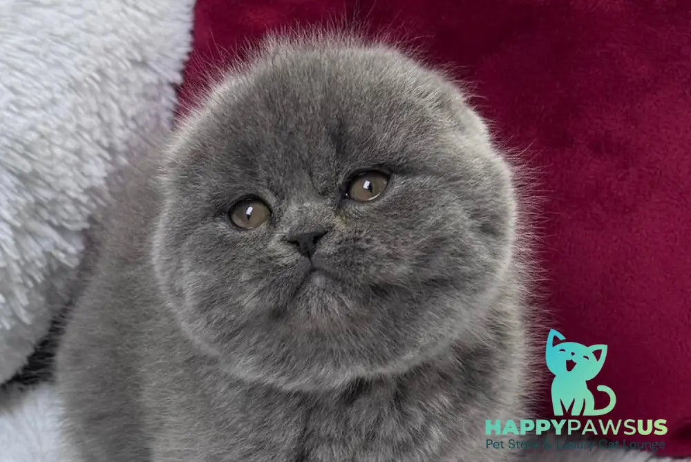 Kruz Scottish Fold male blue live animals