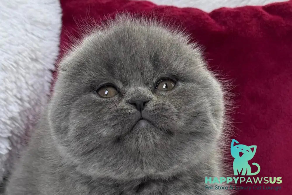 Kruz Scottish Fold male blue live animals