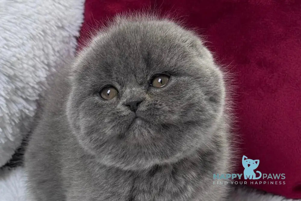 Kruz Scottish Fold male blue live animals