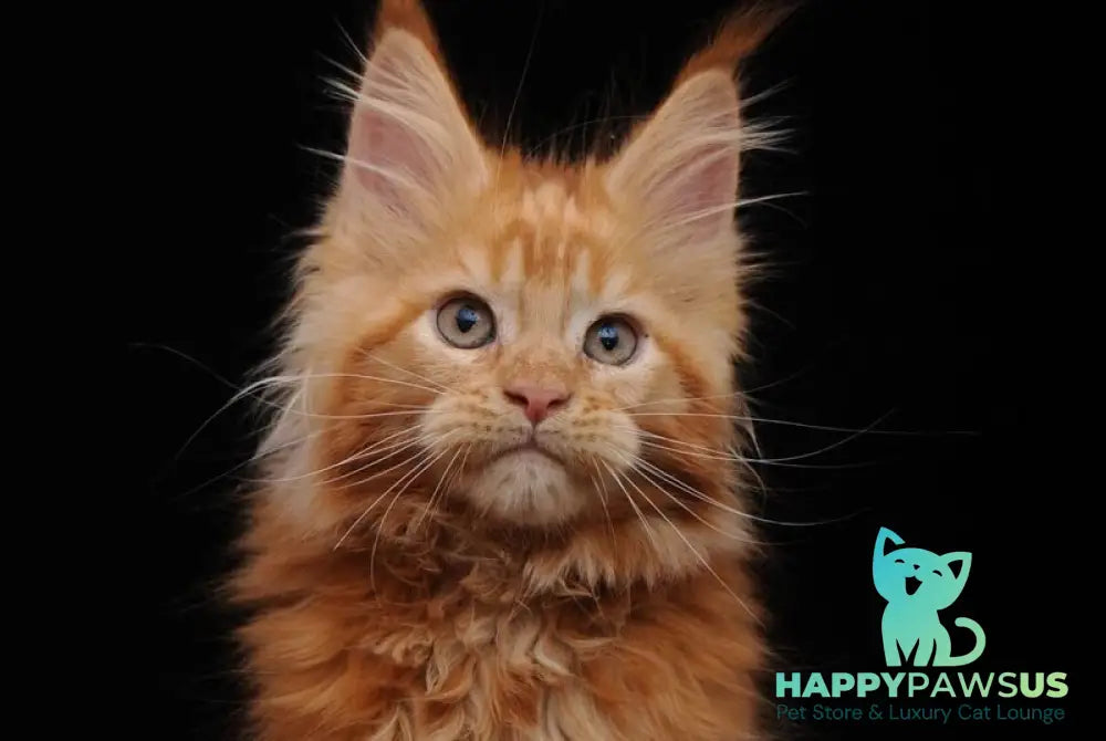 Ksenia Maine Coon female red - live animals