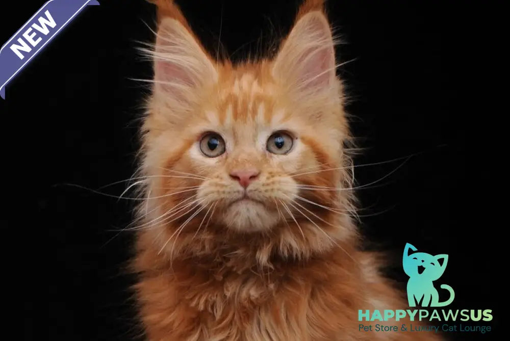 Ksenia Maine Coon female red - live animals
