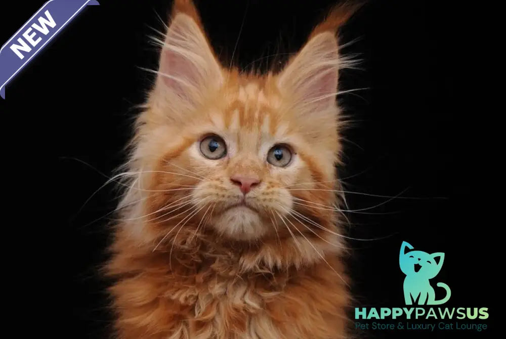 Ksenia Maine Coon female red - live animals