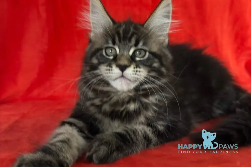 Kuba Maine Coon female black tabby live animals