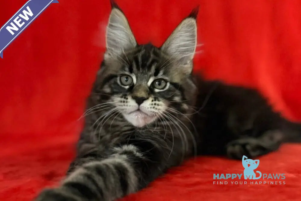 Kuba Maine Coon female black tabby live animals