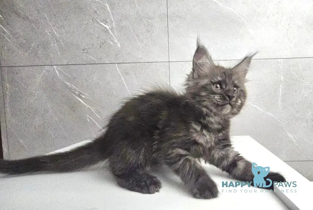 Kuka Maine Coon female black silver live animals