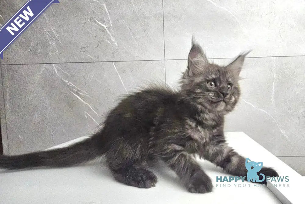 Kuka Maine Coon female black silver live animals