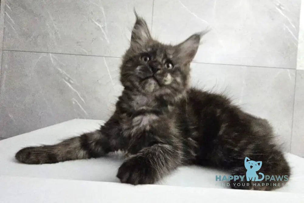 Kuka Maine Coon female black silver live animals