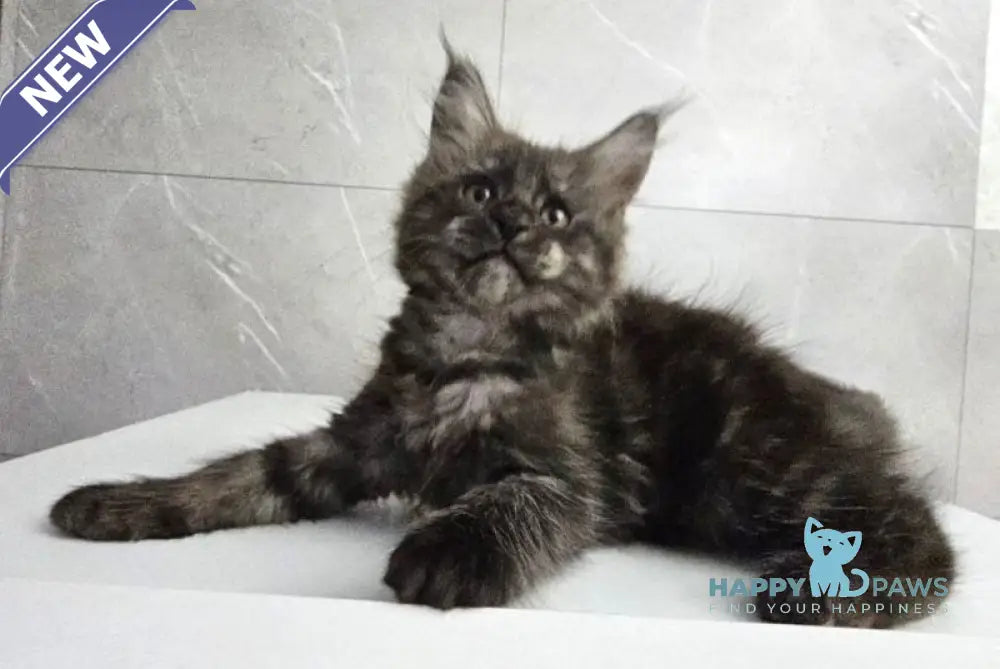 Kuka Maine Coon female black silver live animals