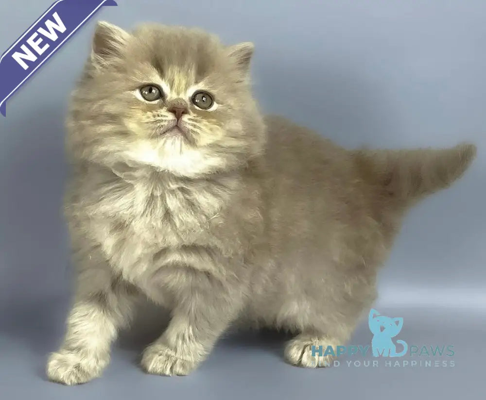 Kukla British Longhair female lilac live animals