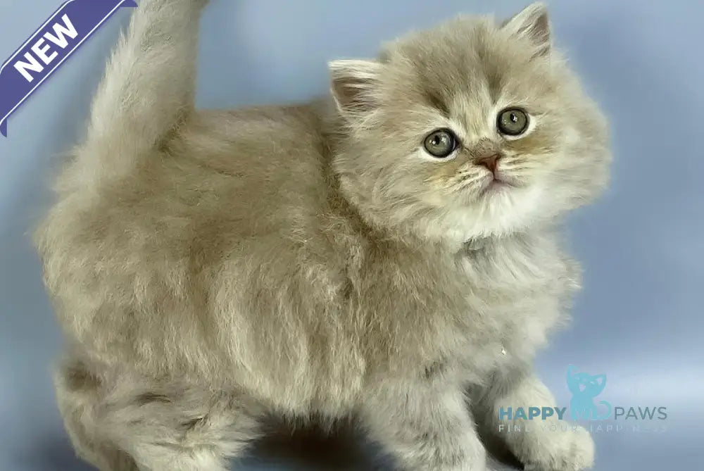 Kukla British Longhair female lilac live animals