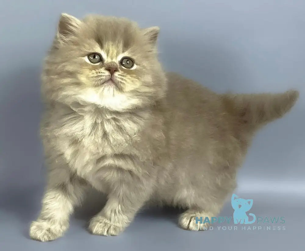 Kukla British Longhair female lilac live animals