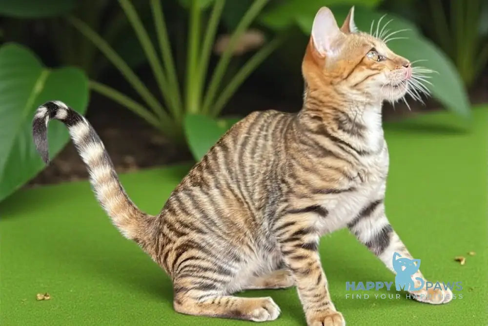 Kumari Toyger female black tabby live animals
