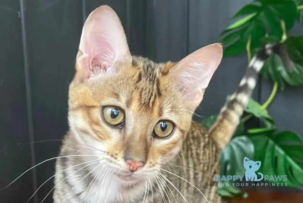 Kumari Toyger female black tabby live animals