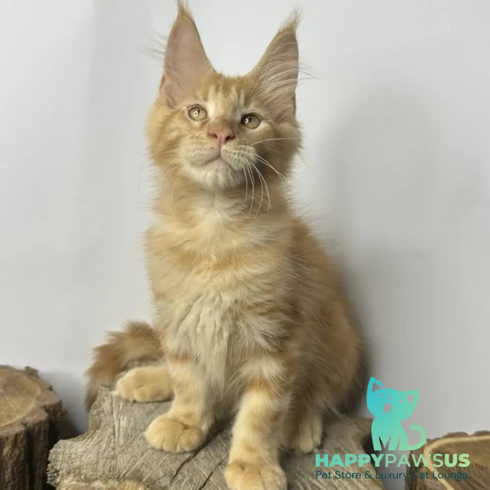 Kunzhut Maine Coon male red tabby - live animals