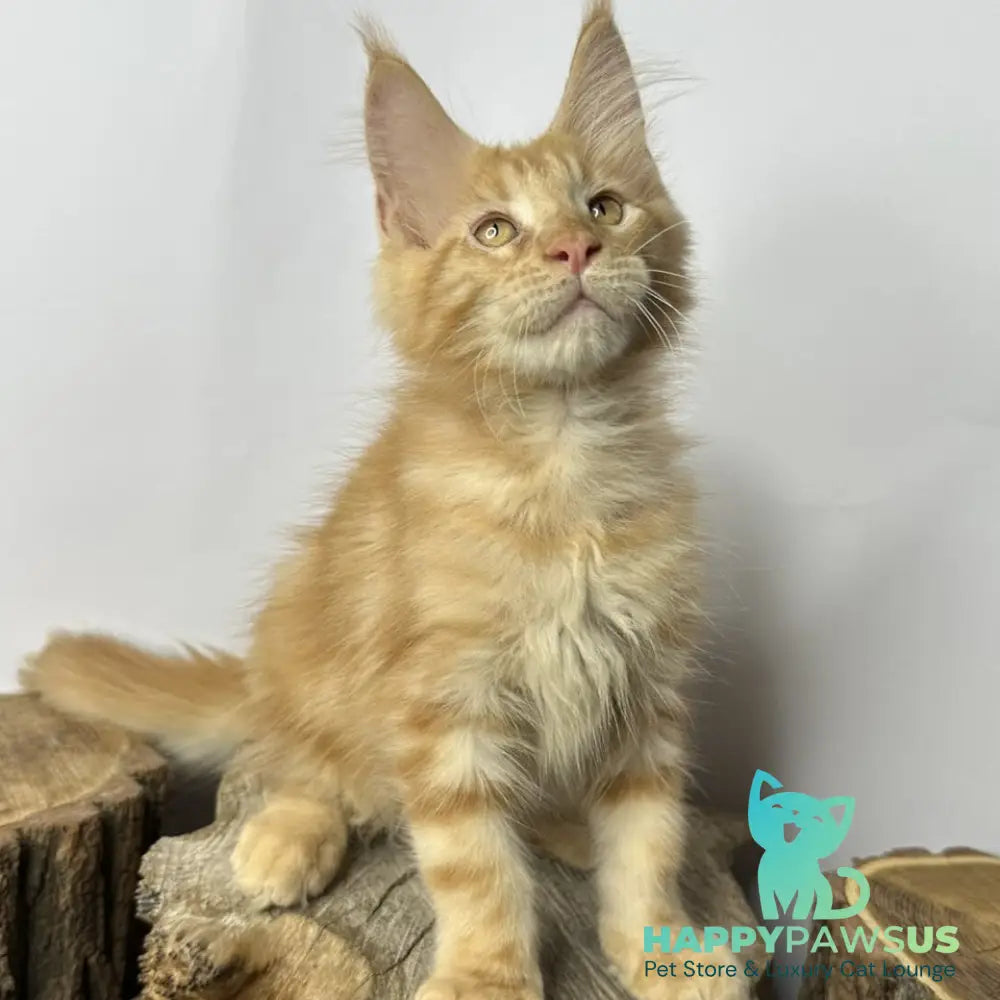 Kunzhut Maine Coon male red tabby - live animals
