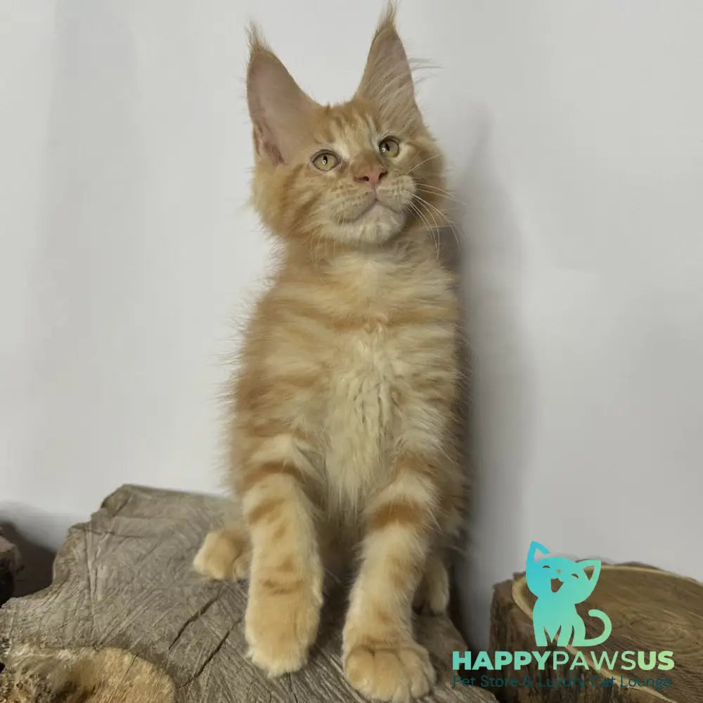 Kunzhut Maine Coon male red tabby - live animals