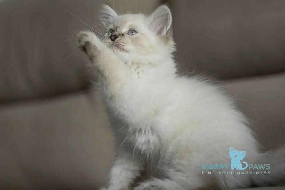 Кuper Neva Masquerade male seal tabby pointed live animals