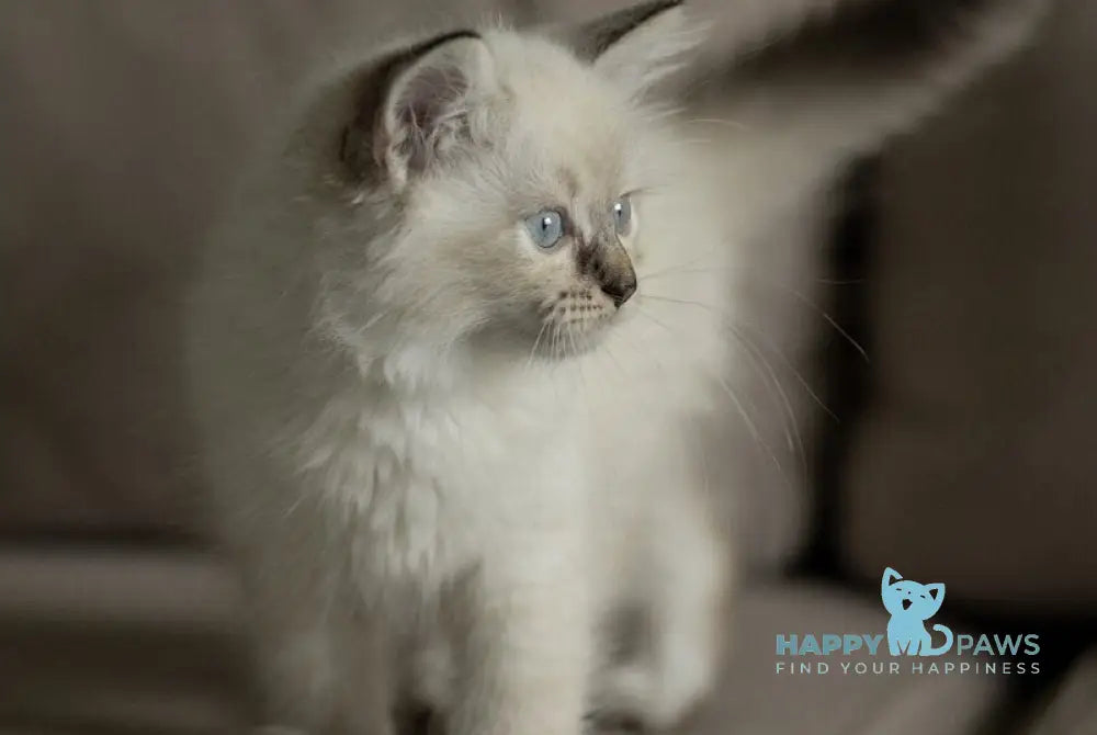 Кuper Neva Masquerade male seal tabby pointed live animals