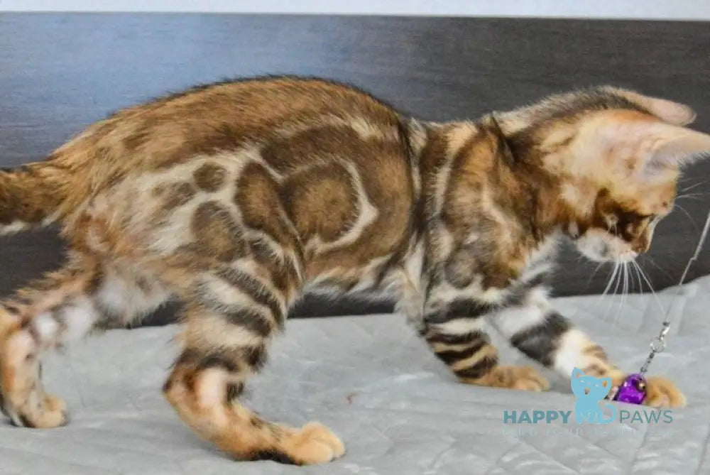 Kupidon Bengal male black spotted tabby live animals