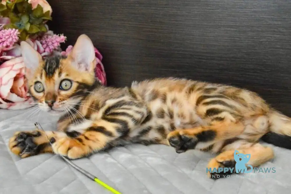 Kupidon Bengal male black spotted tabby live animals
