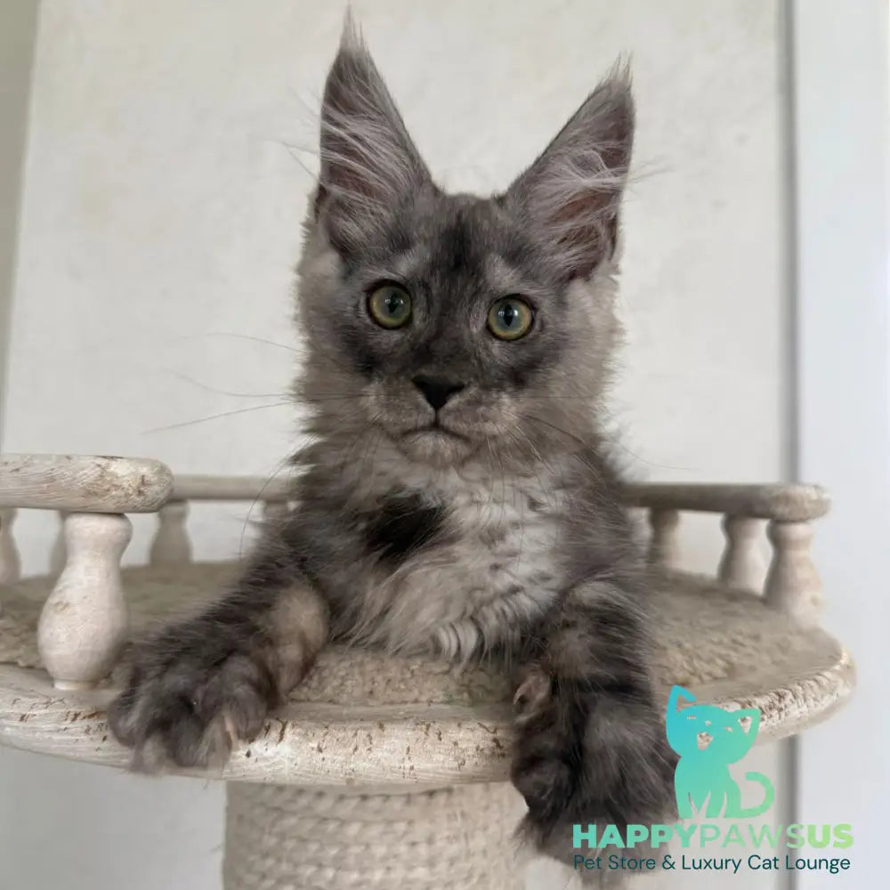 Kupidon Maine Coon male black silver with white - live animals