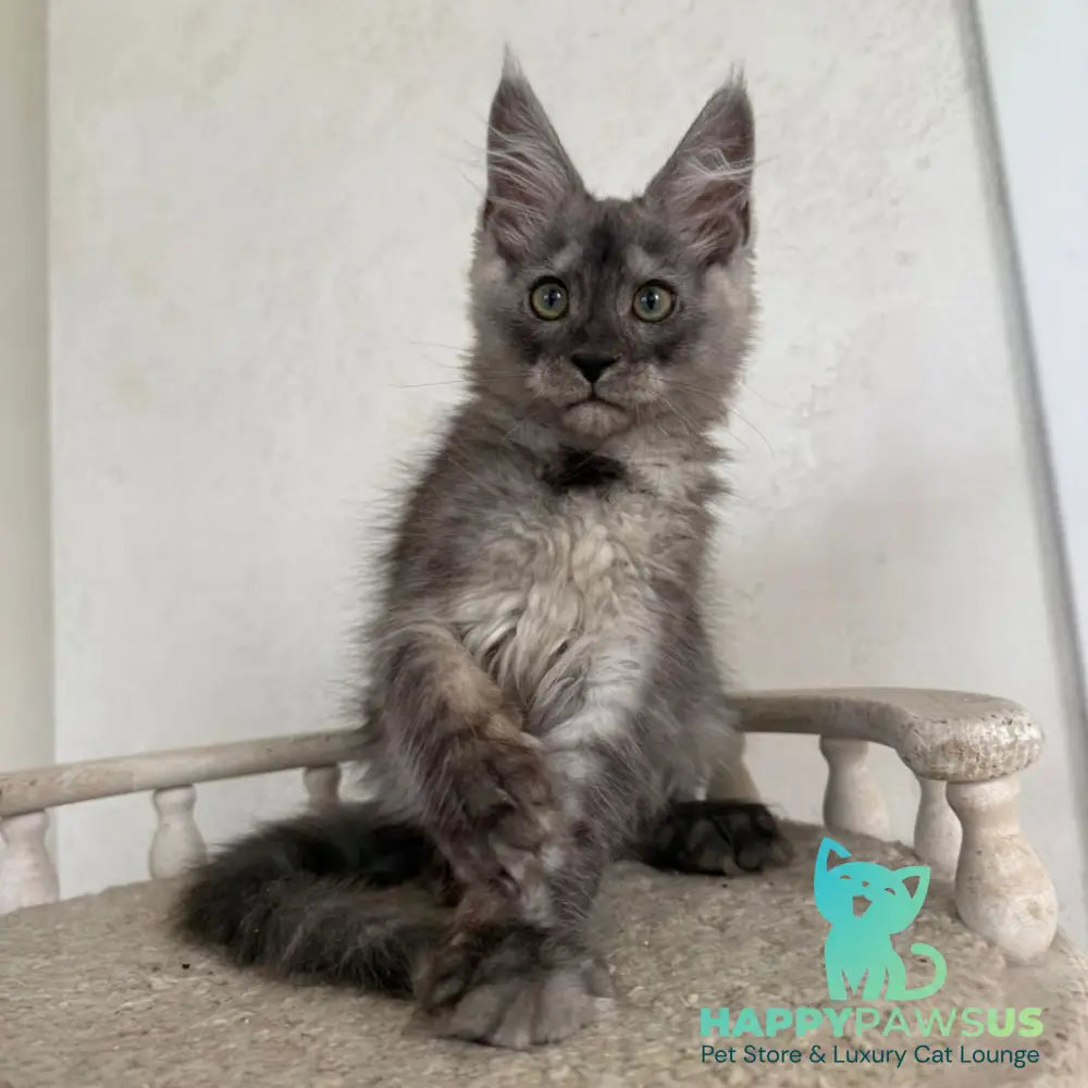 Kupidon Maine Coon male black silver with white - live animals