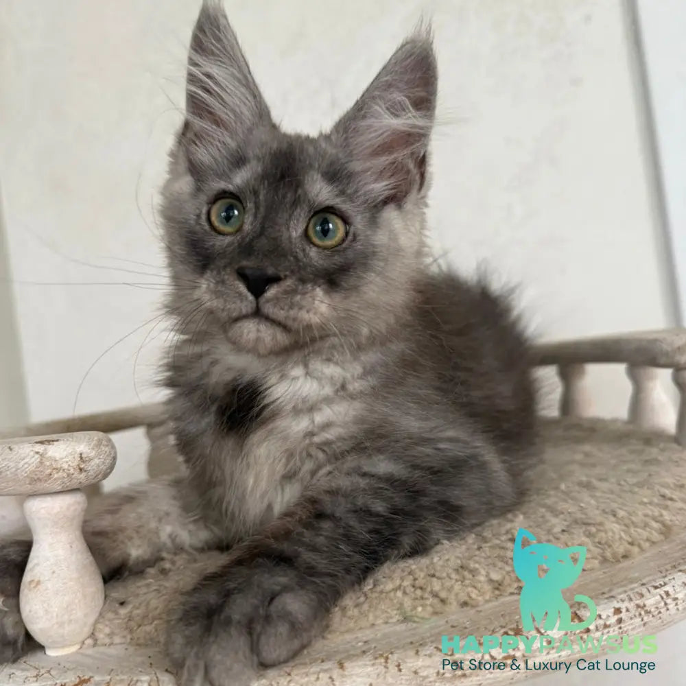Kupidon Maine Coon male black silver with white - live animals