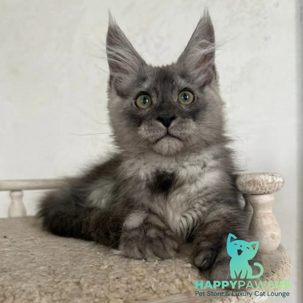 Kupidon Maine Coon male black silver with white - live animals